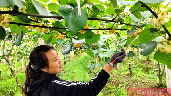 浙江缙云已经是第八年种植红心猕猴桃了