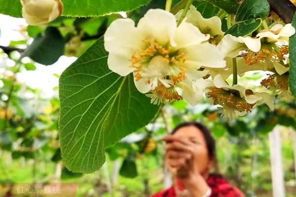 陕西周至对猕猴桃商品花粉生产、销售市场开展了专项执法检查