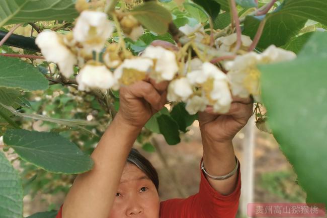 贵州省遵义市绥阳县小关乡飞水村的猕猴桃进入采摘期