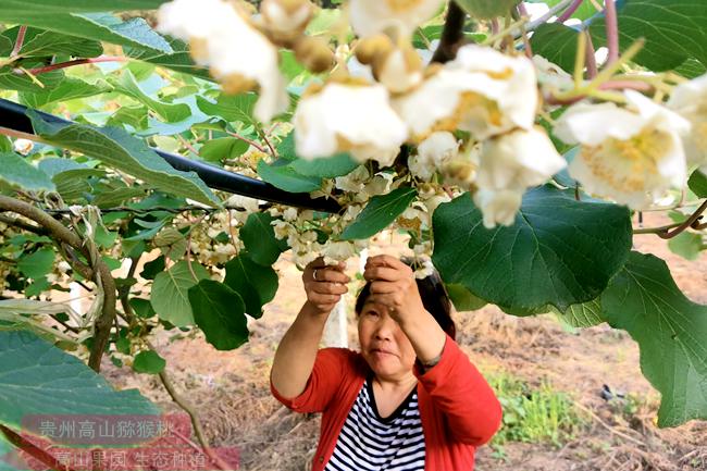 逆境中寻出路 贵州遵义三岔镇猕猴桃小花粉 做出新产业