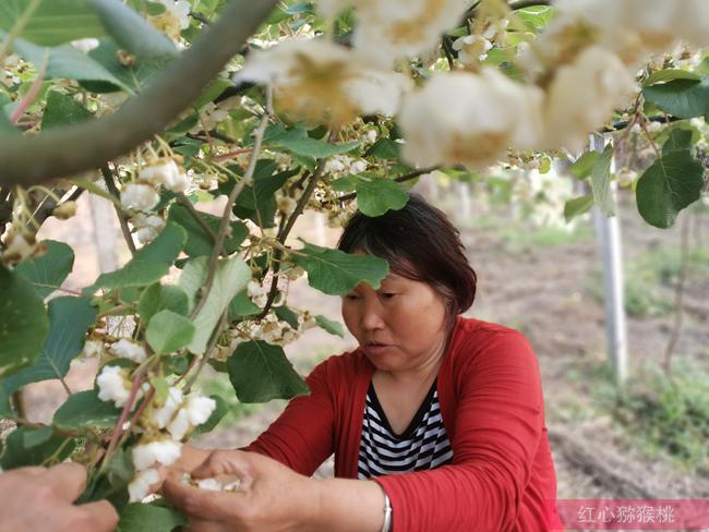 江西贛州建立獼猴桃等高效生態農業園區