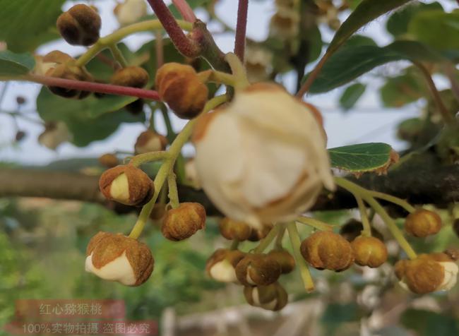 Kiwifruit pollen