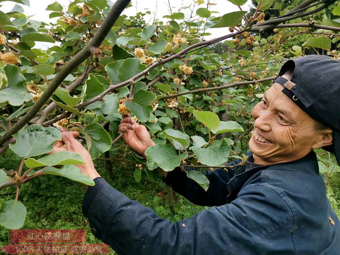 贵州六盘水市猕猴桃花粉加工项目投资一千多万元