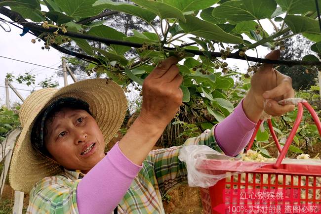 陕西周至县猕猴桃种植协会冬剪技术指导