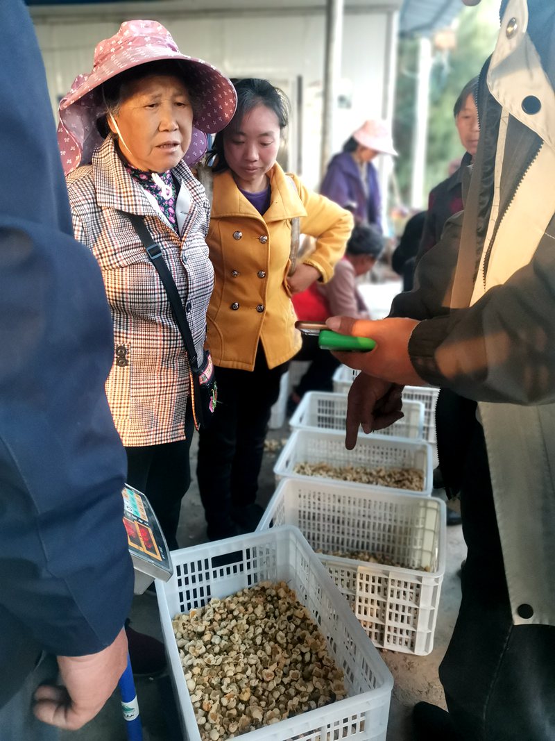 贵州省贞丰县双峰街道500亩猕猴桃成熟采收 带动群众就业增收