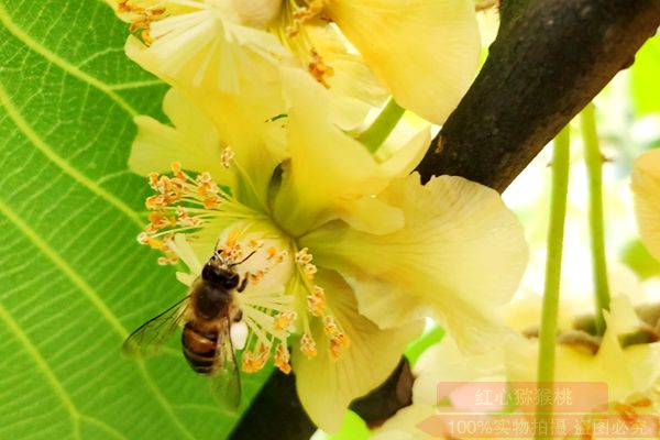 猕猴桃花粉的采集、配比、人工授粉的方法及注意事项