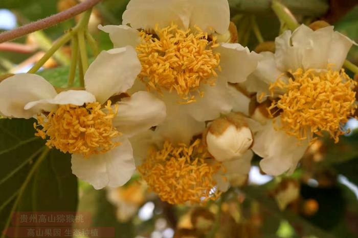 花粉直感对湘吉无籽猕猴桃坐果和果实品质的影响
