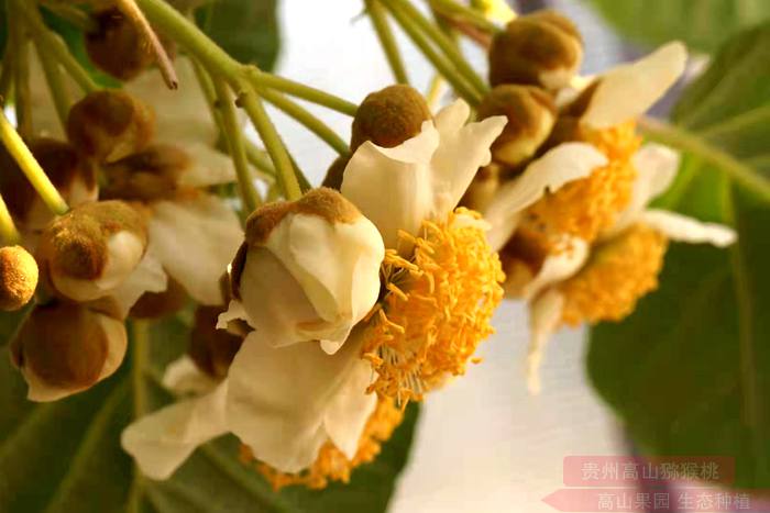 陕西汉中城固县引进猕猴桃花粉深加工项目 年销售额上千万