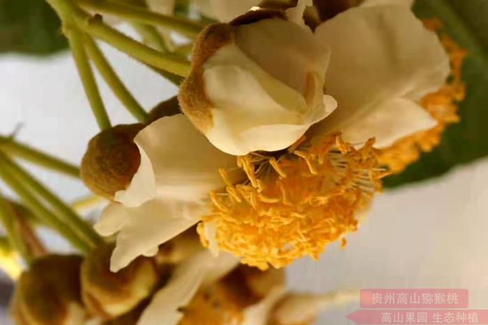 “吉农”牌 花粉台湾富士山生物科技有限公司采集生产吉 农猕猴桃花粉