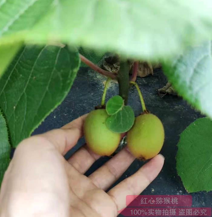 “佳沛宝石红”（Zespri RubyRed）开始批量供应中国市场redkiwifruit