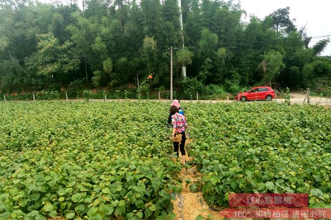 河南南陽鄧州獼猴桃已進入了盛果期