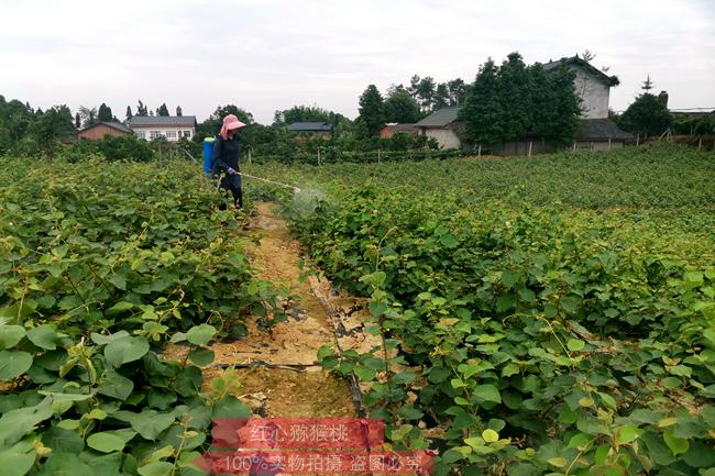 四川省康源农产品有限公司在雅安芦山的红心猕猴桃基地
