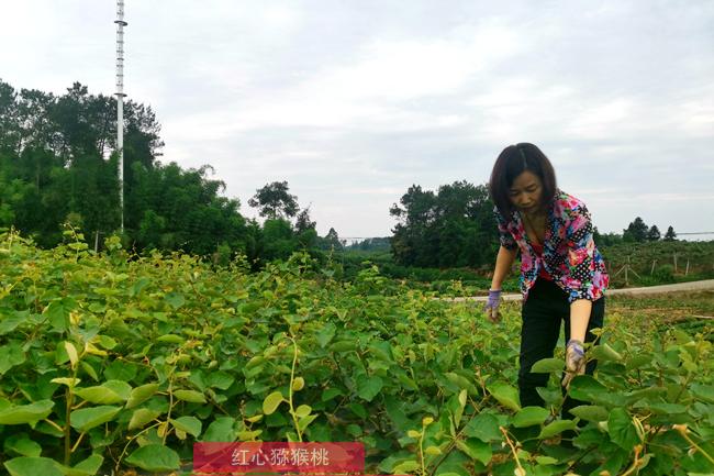 廣東省河源市和平縣迎來獼猴桃豐收