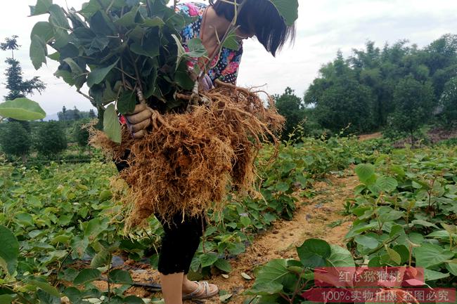 四川省南充市高坪区红阳猕猴桃开始成熟上市