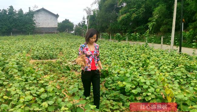 我们拜访了成都稼兴农化有限公司总经理杜炳坤