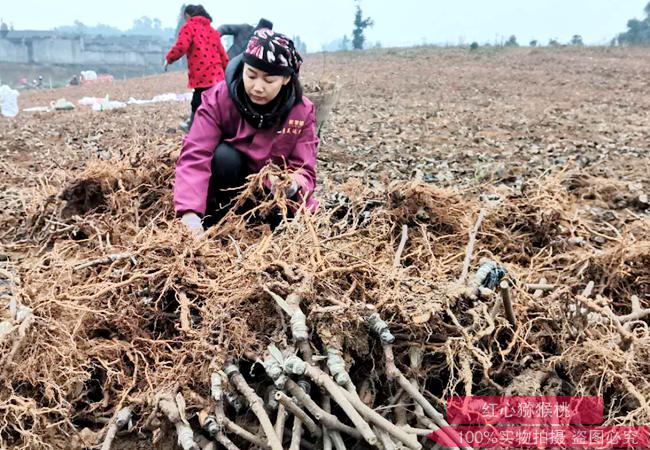 广东省河源市和平县5.5万亩猕猴桃迎来采收期