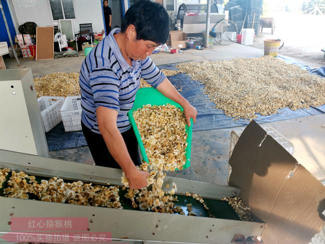 湖北省武汉市新洲区涨渡湖种植的阳光金果进入丰产期