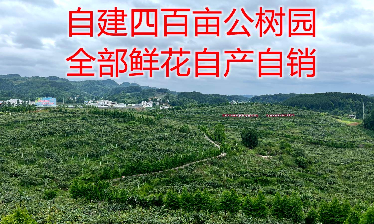 红心猕猴桃