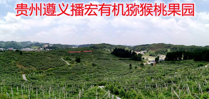 贵州遵义播州区三岔镇黄心猕猴桃卖到全国各地
