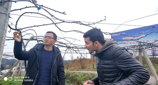 贵州省铜仁市沿河自治县发展红心猕猴桃 打造一村一品