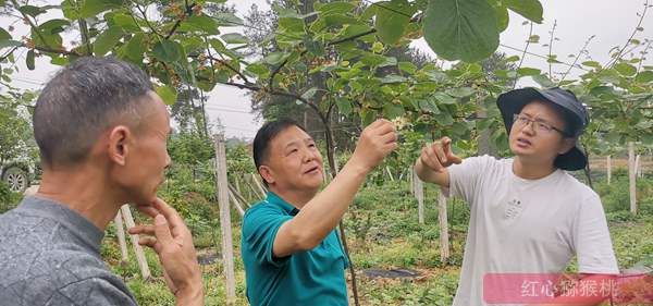 湖南凤凰引进多个猕猴桃优良品种种植 黄心阳光金果“G3猕猴桃”