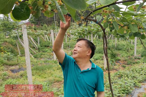 江西省奉新县四十年咬住一个猕猴桃 赣东南最大的猕猴桃基地
