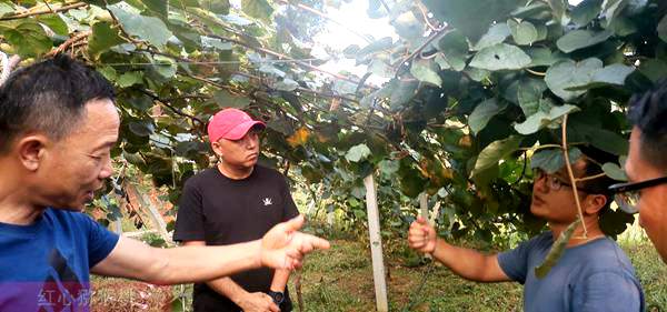 2020年贵州遵义播宏猕猴桃基地开展“私人订制”业务 目前已经认养500株猕猴桃果树
