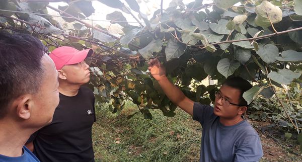 张豪决定在贵州遵义种植有机东红猕猴桃鲜果和花粉