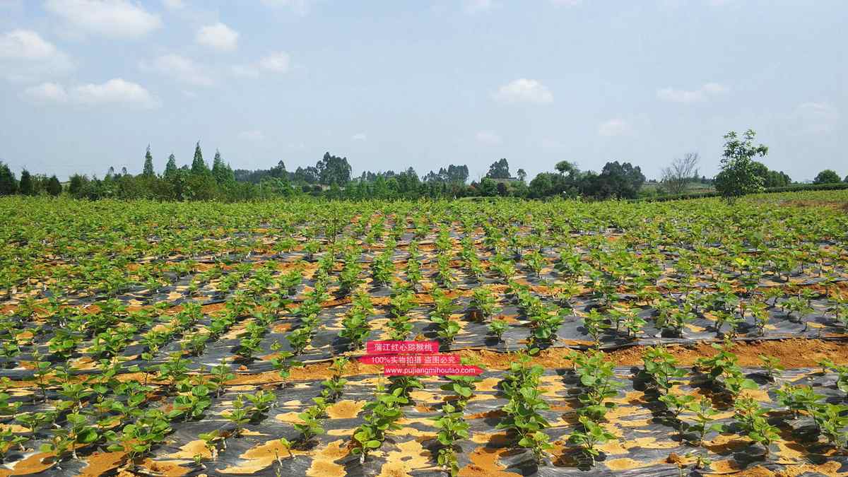 机理念传江县等引进了东红等多个猕猴桃品种