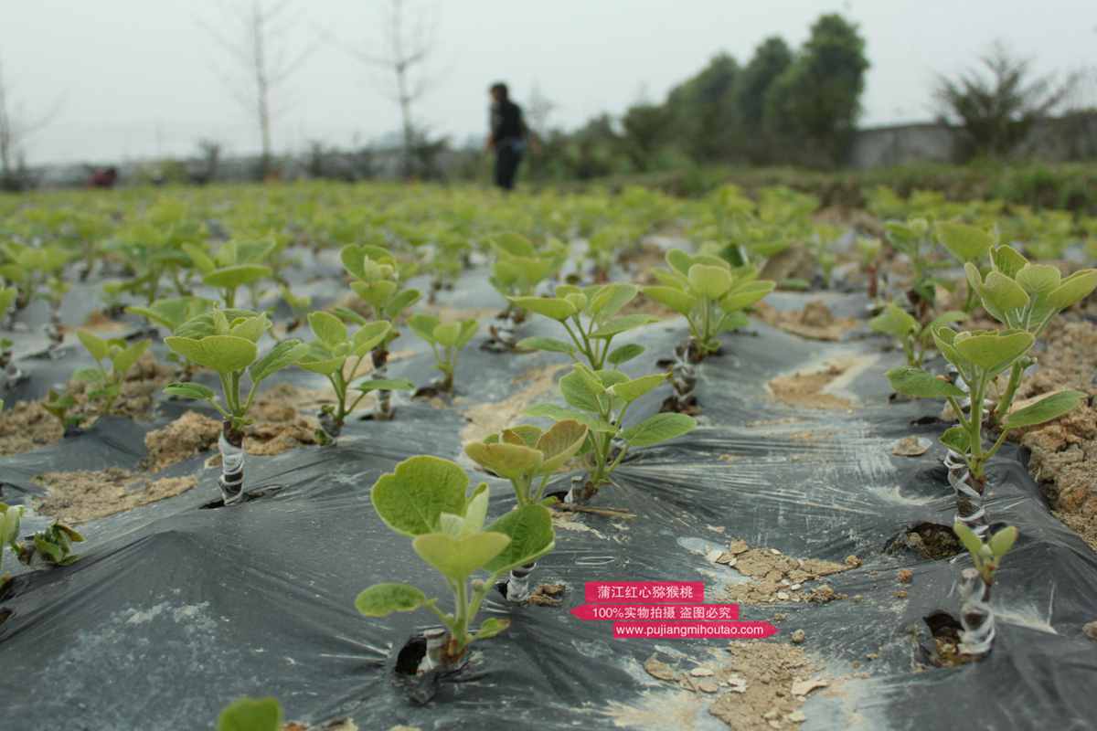 贵州遵义高山红心果园成为全国第一个东红猕猴桃主题带动百业兴