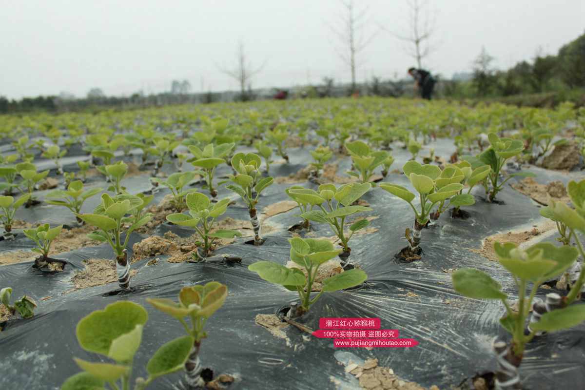 蒲江县有机事业发展规划东红猕猴桃新品种