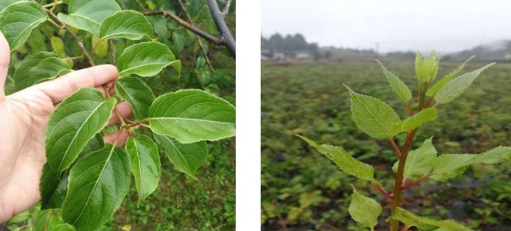 猕猴桃嫁接用的新型砧木 水杨桃（水羊桃）沙梨藤、水洋桃初步应用研究