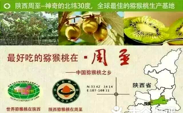 陜西眉縣獼猴桃果農使用膨大劑 提醒:不要買個頭過大桃