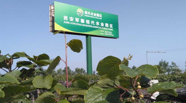 陕西省农业厅一行到安康汉阴考察调研猕猴桃项目建设