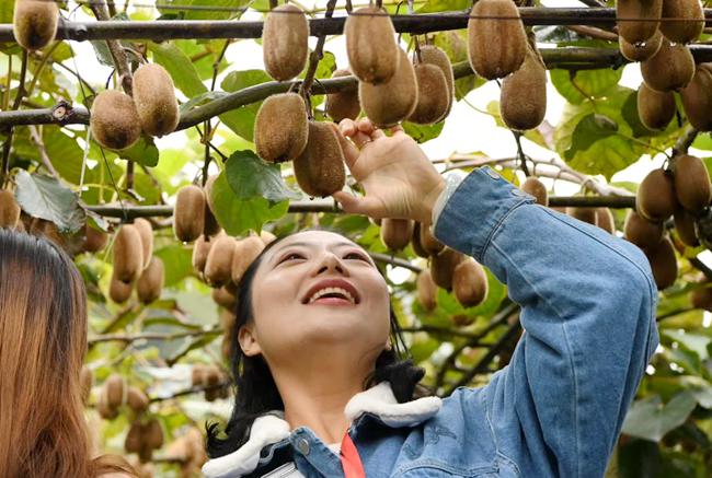 贵州中康农业建立帮扶贫困户发展模式 建设猕猴桃基地104亩