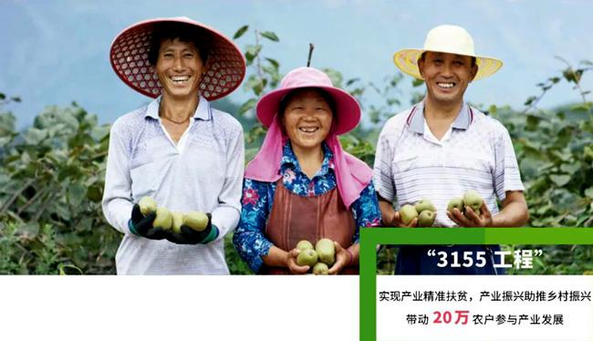 贵州六盘水人均两亩红心猕猴桃致富了