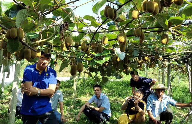 贵州中康农业建立帮扶贫困户发展模式 建设猕猴桃基地104亩
