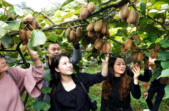 贵州铜仁江口县种植红心猕猴桃解决农民就业问题