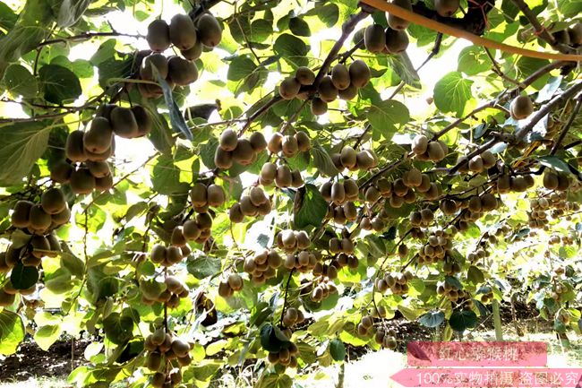 “中科佳彌”與浙江溫州泰順“三方”簽訂獼猴桃產業發展戰略合作協議