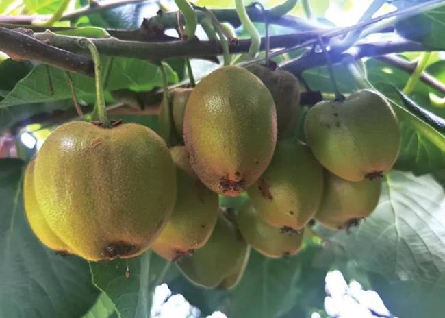 黄肉中华猕猴桃新品种‘安鑫猕猴桃’