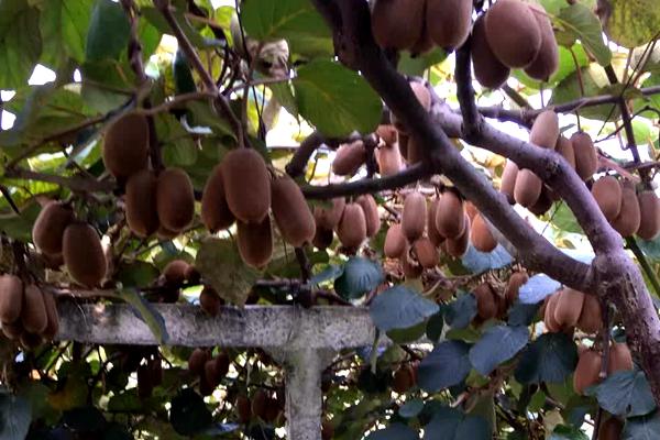 貴州修文貴長獼猴桃和普通綠心獼猴桃區別增加農民收入