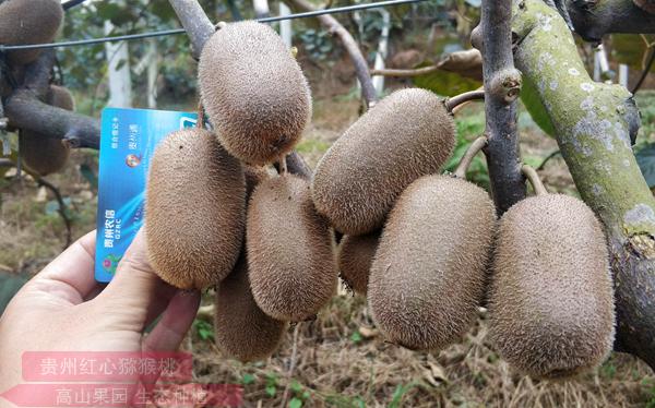 ‘贵长猕猴桃’、’贵丰猕猴桃’、’贵蜜猕猴桃’、’贵露猕猴桃’四个贵州地方品种