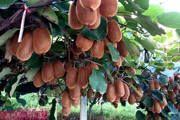 贵州有机果业公司在毕节建设十万亩贵长猕猴桃种植基地