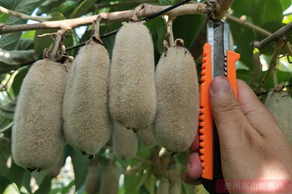毛花猕猴桃新品在在陕西登场