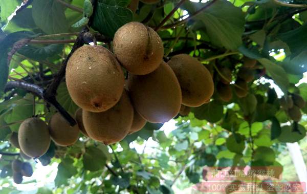 金喜獼猴桃在浙江臺州試種表現及栽培技術要點