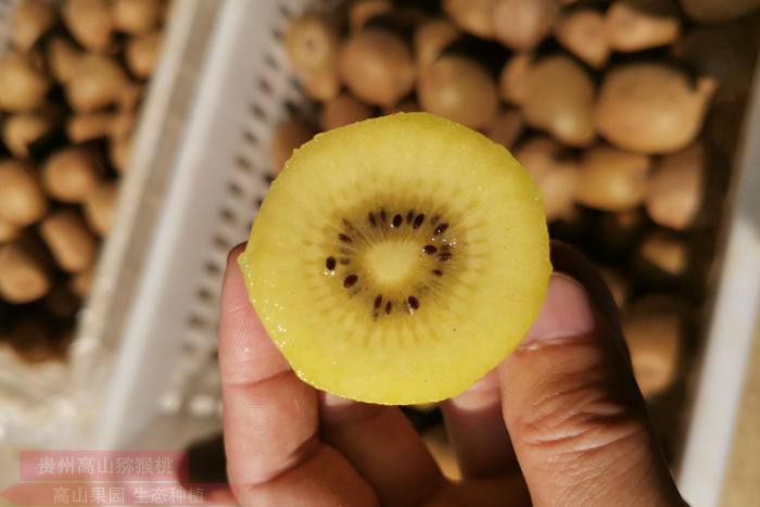 Sungold kiwifruit