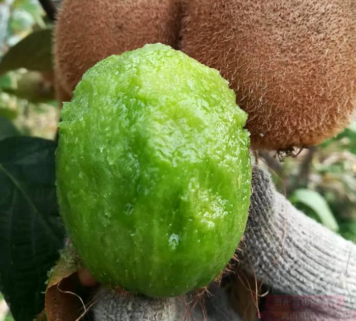 瑞玉獼猴桃和翠香獼猴桃哪個品種好陜西全省計劃發展