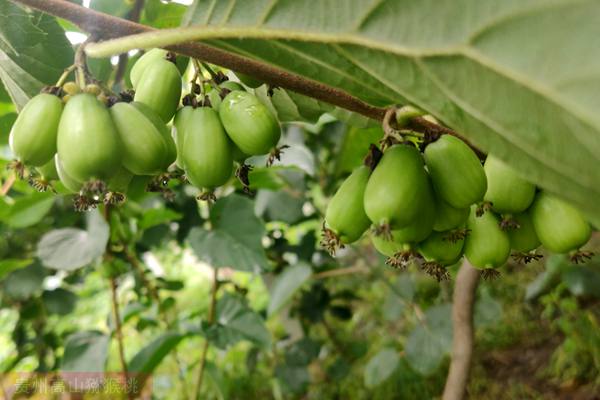 德国最大的软枣猕猴桃开始上市