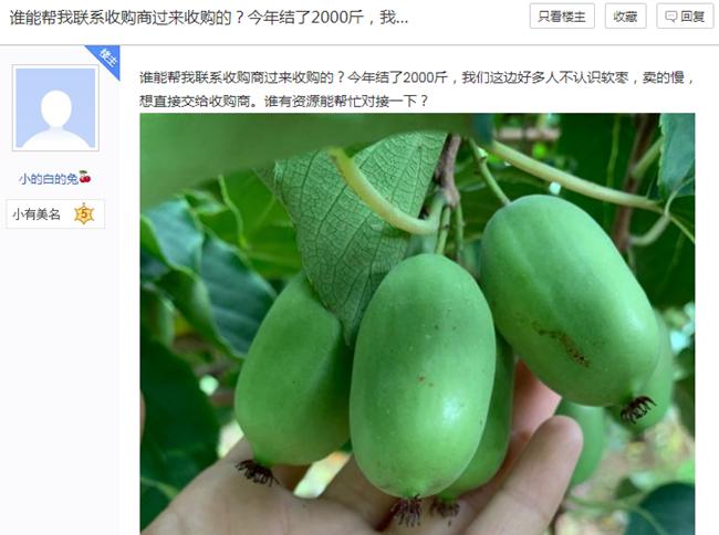 河南省平顶山市鲁山县种植软枣猕猴桃