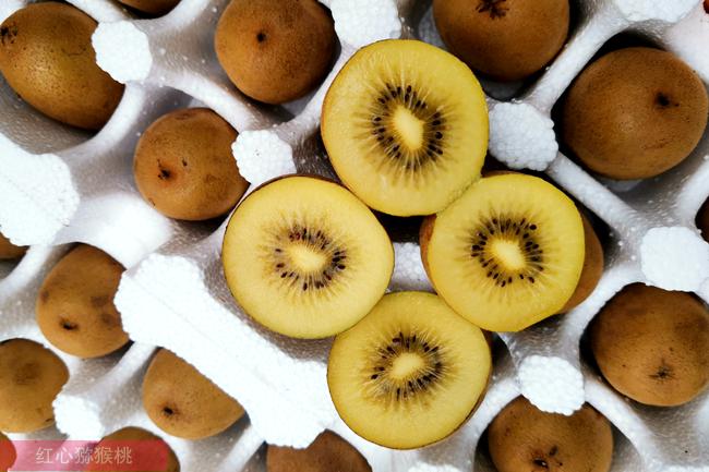 新西蘭進口到中國的黃心獼猴桃陽光金果單果的售價在7-10元/顆